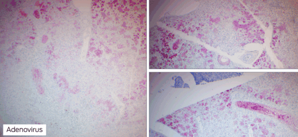 Control Slides, IHC, Adenovirus, Box of 25 - Image 2