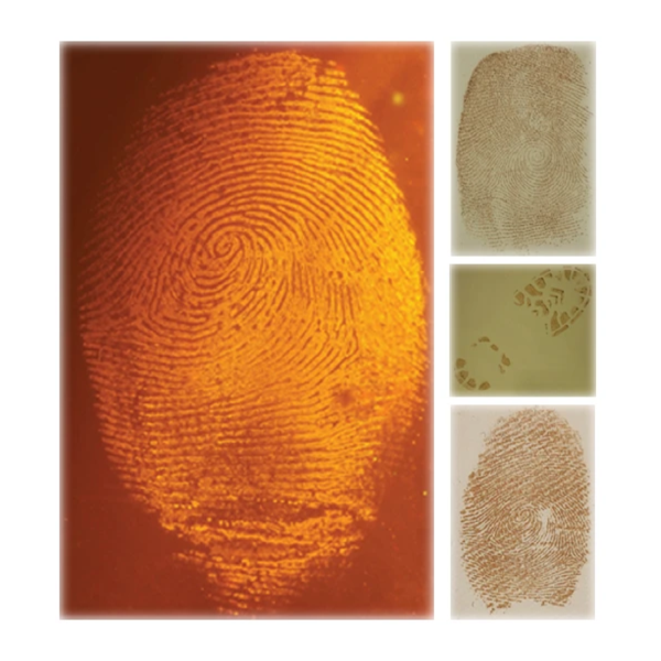 Fluorescent Blood Lifting Strips
